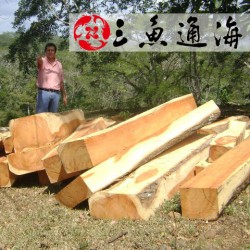 供應(yīng)柚木原木 不易變形家裝木板材 進(jìn)口實木甲板木材 家具用料